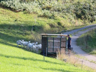 Ziegen