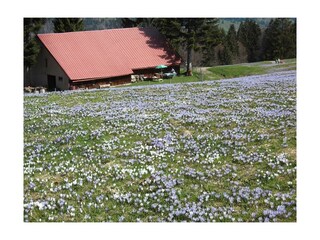 Krokusblüte am Hündle