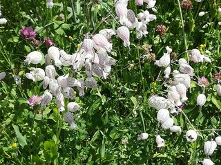 Taubenkropf-Leimkraut