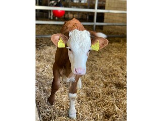 Kainreiterhof - Kälbchen