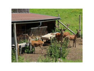 Haus Taxegger - Wildgehege