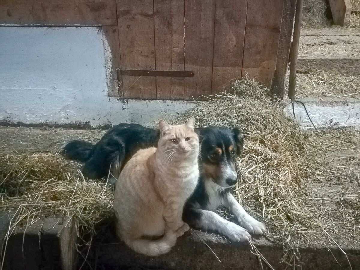 Hund mit Katze