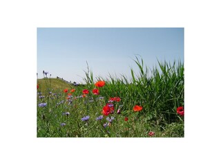 Appartamento per vacanze Den Burg Ambiente 14