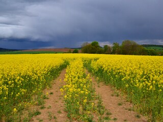 Rapsfeld vor einem Gewitter bei Rammenau