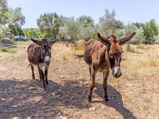 Casa per le vacanze Costitx Registrazione all'aperto 8