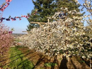Appartamento per vacanze Langenargen Ambiente 18
