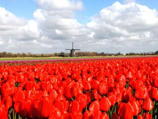Holiday house Bergen (Holland) Environment 28