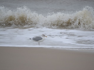 Am Meer