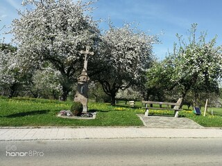 Bodensee_Apfelblüte