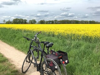 Bike Riding within the area