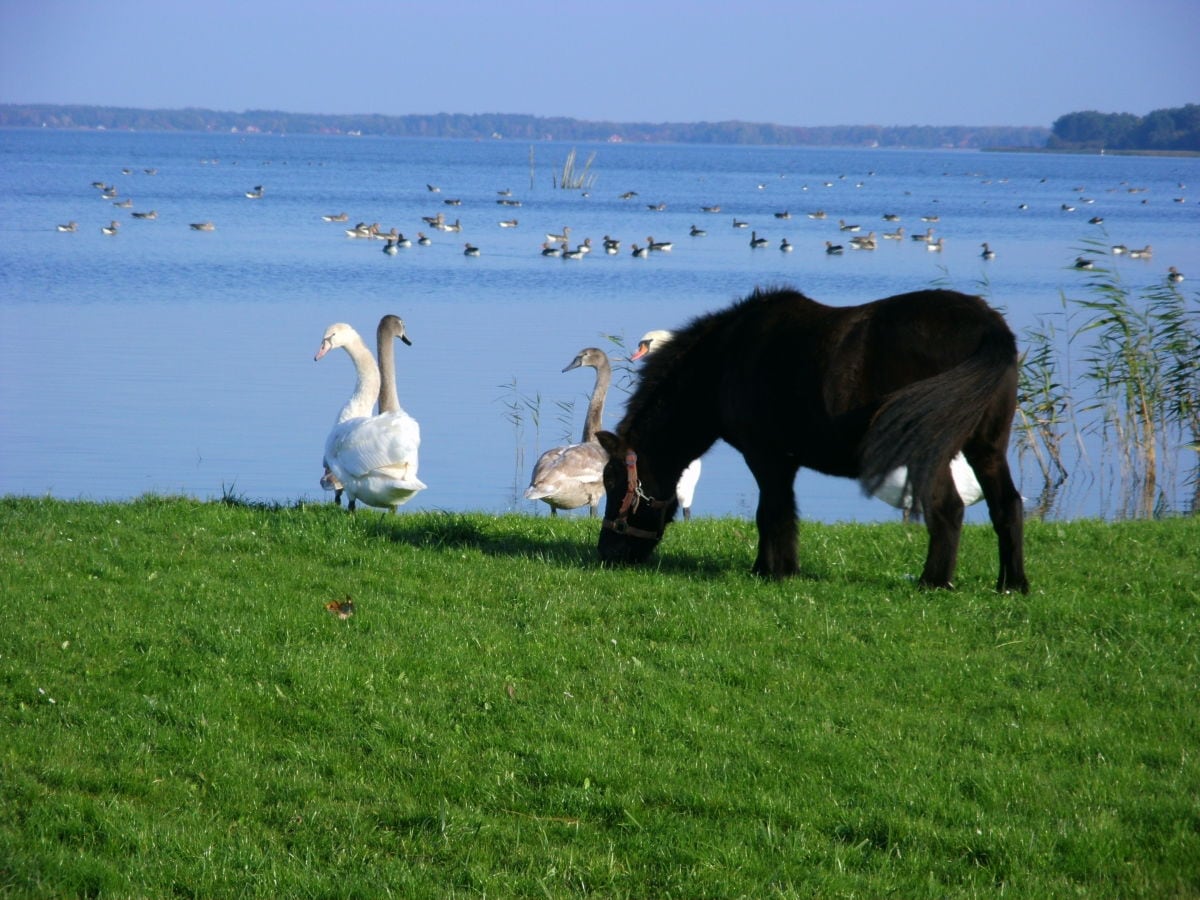 Blick auf den Neuwarper See