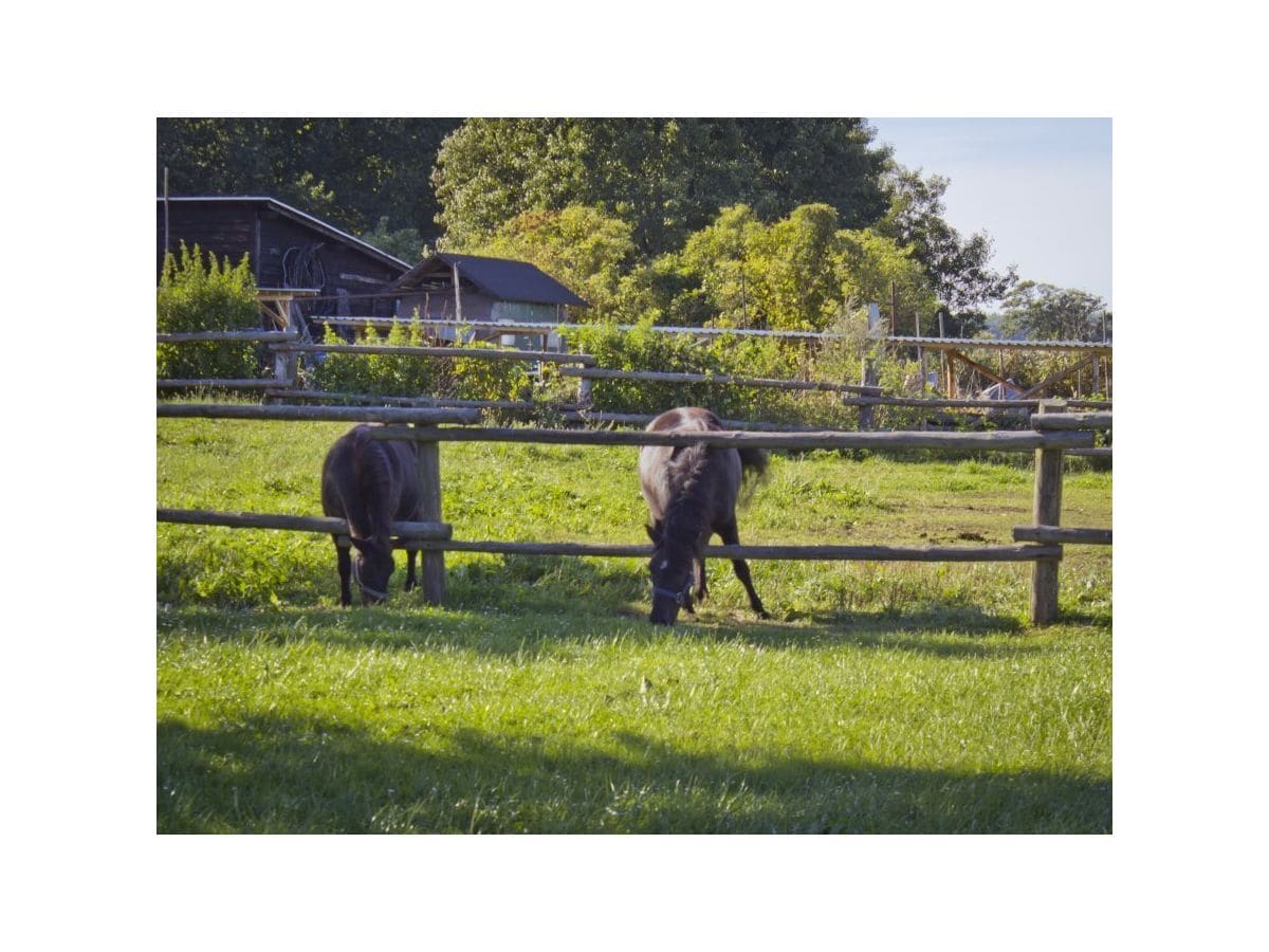 Ponys auf der Koppel