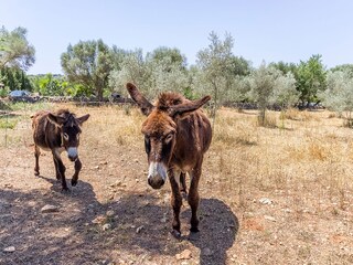 Casa de vacaciones Costitx Grabación al aire libre 29