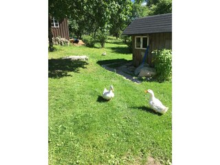 Appartamento per vacanze Bad Aussee Ambiente 24