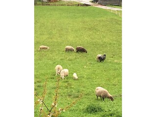 Appartamento per vacanze Bad Aussee Ambiente 25