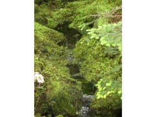 Appartamento per vacanze Bad Aussee Ambiente 26