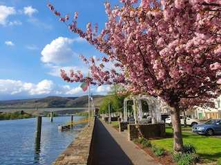 Frühling an der Moselpromenade in Zell