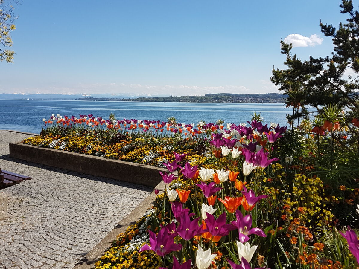 Blumenpracht an der Überlinger Promenade