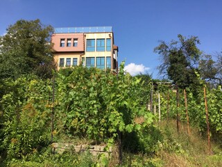 Blick vom Weinberg zum Haus