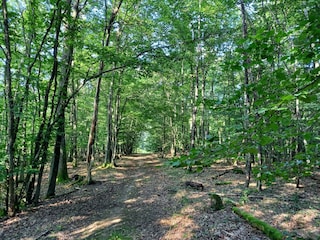 Weg zum Aussichtspavillon