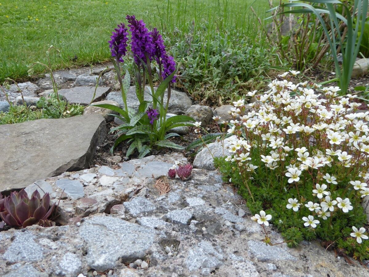 Heimische Orchidee in unserem Garten