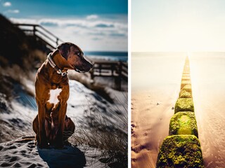 Urlaub mit Hund in der Villa Moby Dick