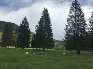 Reschbergwiesen oberhalb des Pflegersees