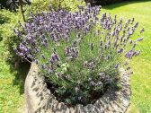 Lavendel im Garten