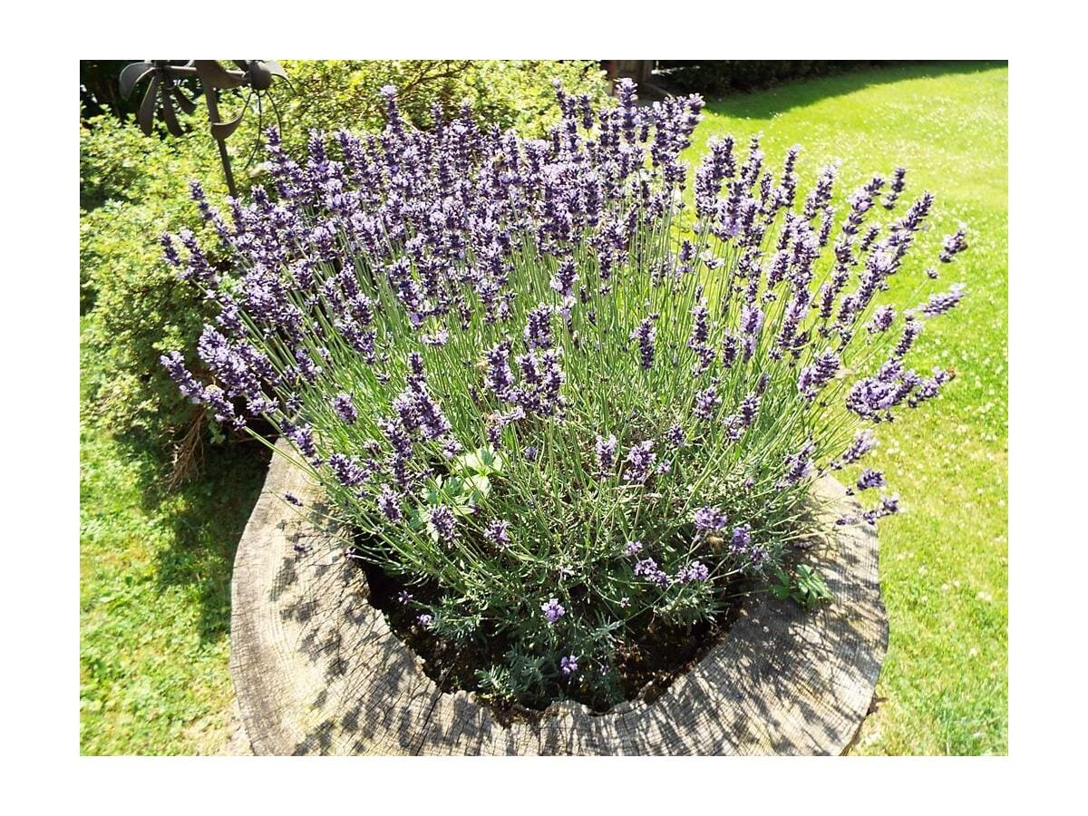 Lavendel im Garten