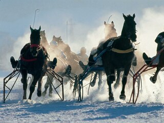 Pferderennen (c) Archiv TVB Kitzbüheler Alpen