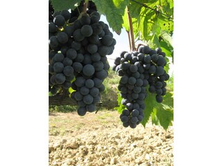 Vakantieappartement Ponsacco Document 29