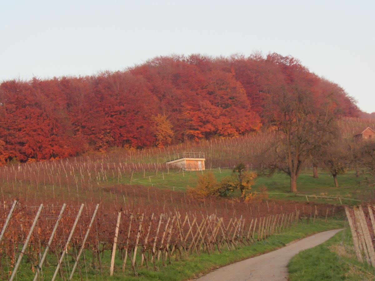 Feldberg im Herbst