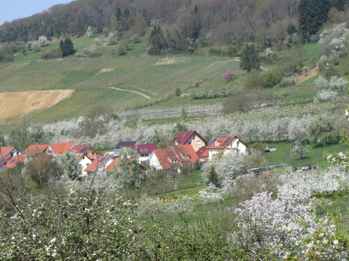 Blühendes Feldberg