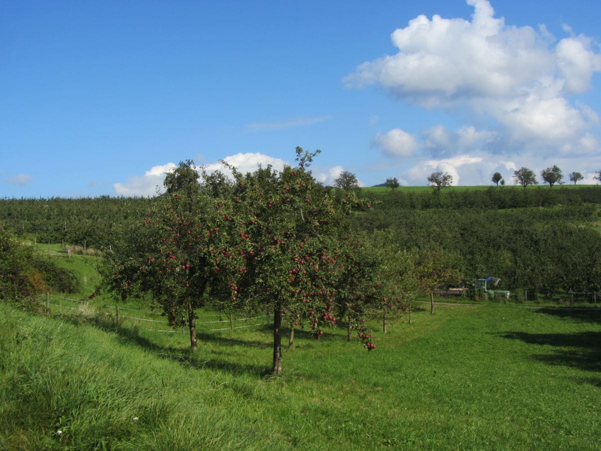 Apfelbaum im Herbst