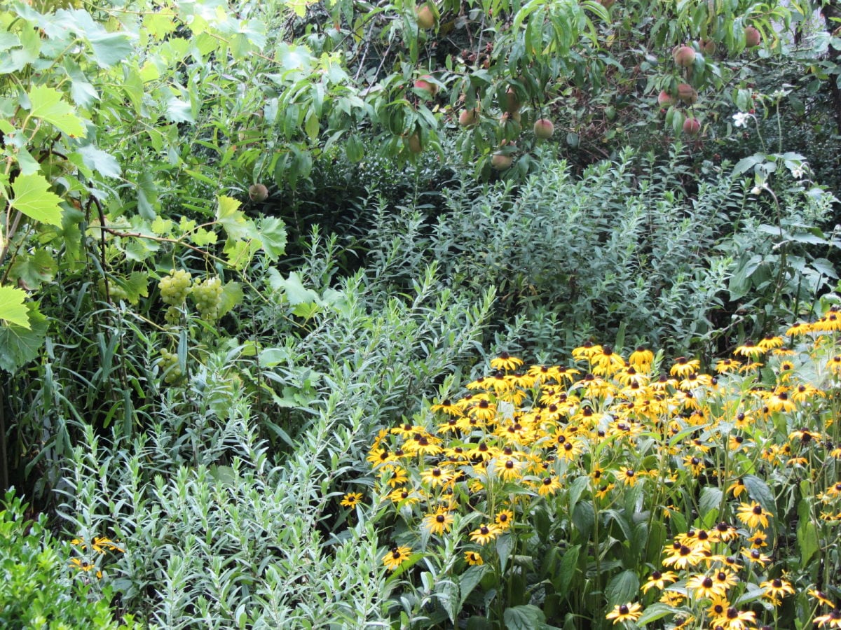 Der Bauerngarten, klein und wild