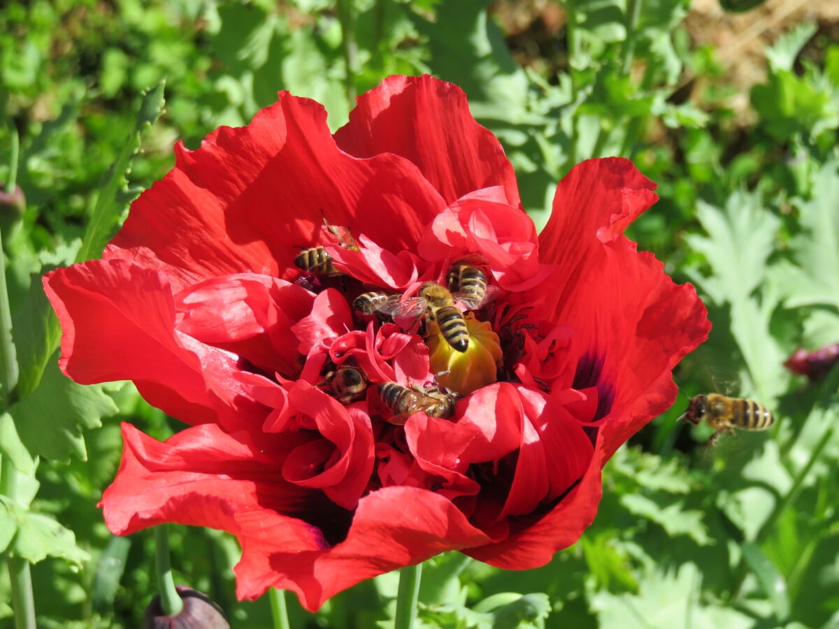 Mohn mit Bienen