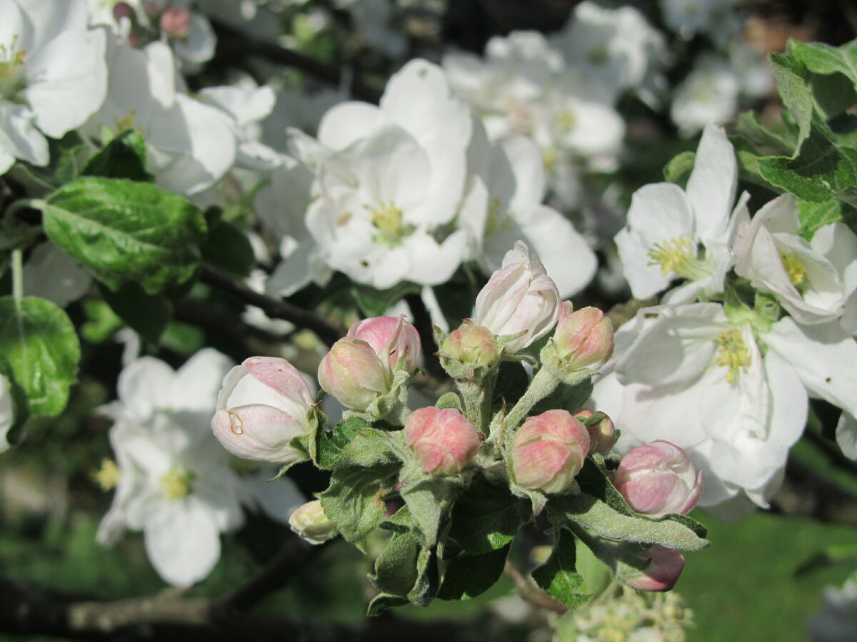 Apfelblüte am Hof