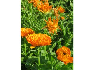 Appartamento per vacanze Kastelruth Registrazione all'aperto 12