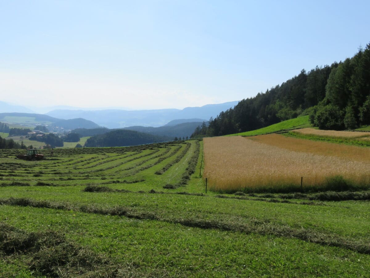 unser Feld