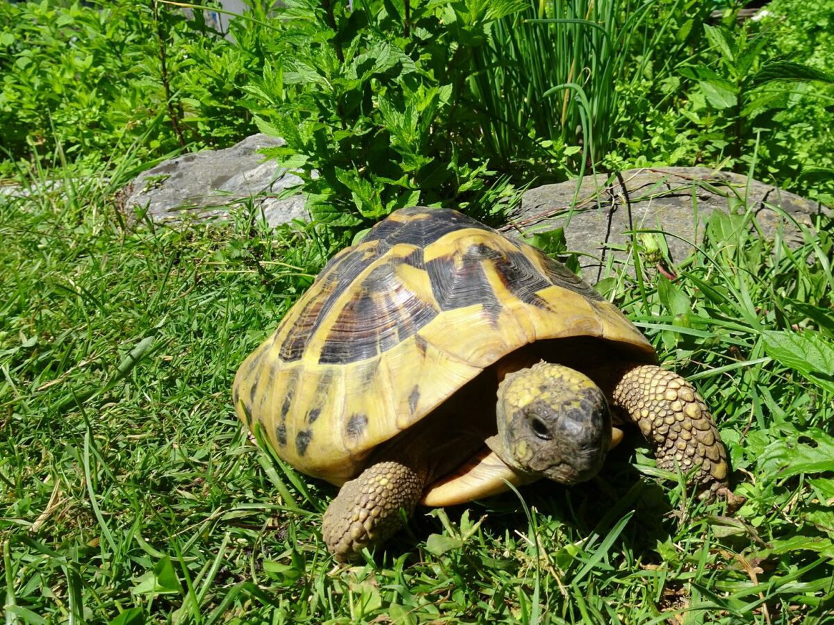 Kraxi unser Gartenbewohner