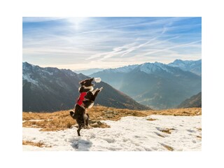 Urlaub mit dem Hund Österreich