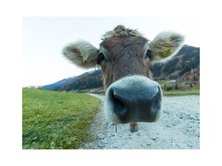 Camera per vacanze Pichl Registrazione all'aperto 42