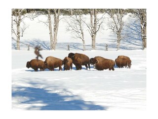 Unsere Bisonherde