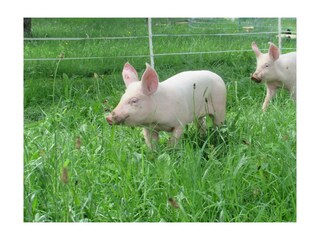 Im Schweinsgalopp über die saftig grüne Wiese