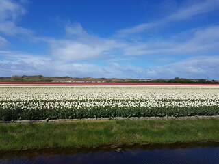 Bungalow Julianadorp Omgeving 24