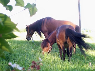 Ferienwohnung Neukirchen beim Heiligen Blut Umgebung 18