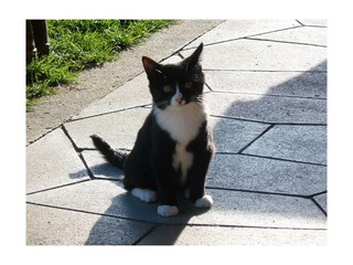 Katze Blacky