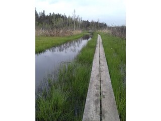 Hiking in the moor