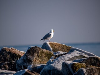 Ferienwohnung Damp Umgebung 25
