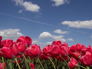 Villa Julianadorp Ambiente 21